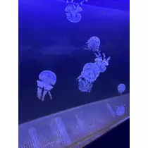 かびるんるんさわ