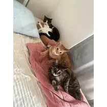 ユズ