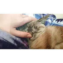 ひな