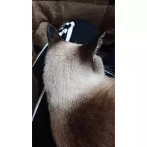 ひな