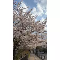 ラム