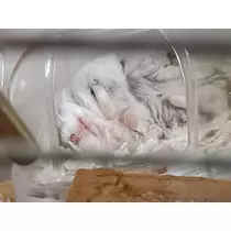 あやか