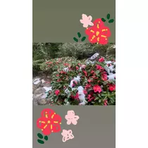 はづき