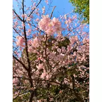 橘 美桜