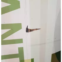 紫音