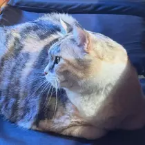 ノン