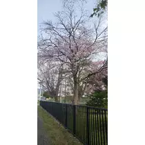 宝條 夏恋