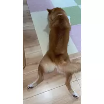 ツンデレかなの