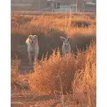 ねね