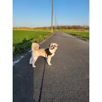 ミカ