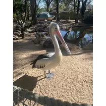 らん
