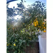 花音