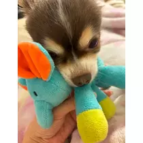 さな