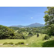 椿