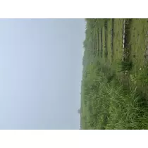 りおん