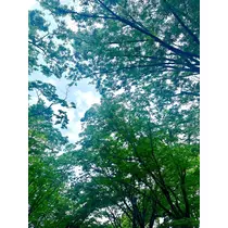 ひなの