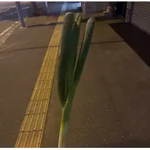華宮 りりあ