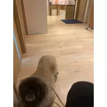 夏目 梨仔