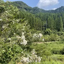 ちゃお