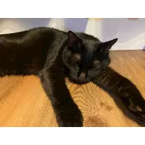 あいゆ