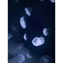 ゆき