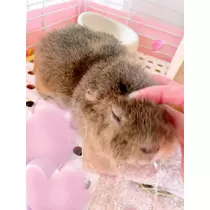 お茶の水うらん