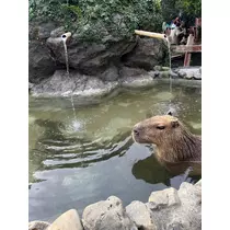 あや