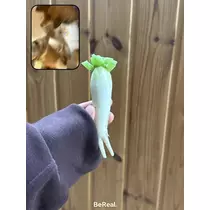 せら