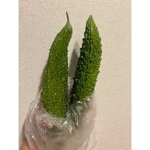 美月