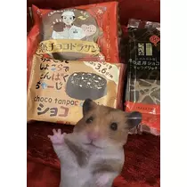 七星 夏純