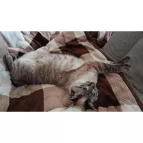 ひな
