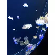 七星 夏純