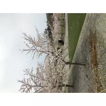 宝條 夏恋