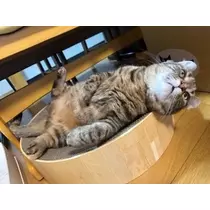 桐島 りゅう