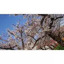 あすか