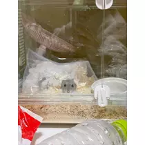 あんな