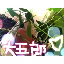 NATSUMI