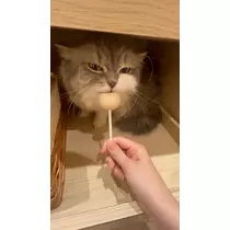 ヴィヴィ
