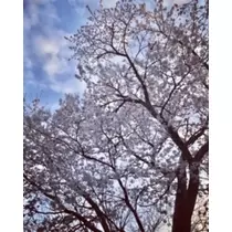 ゆかり