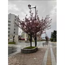 宝條 夏恋