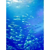 ゆかり