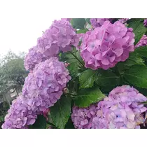 あすか