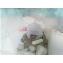 愛羽 仁美