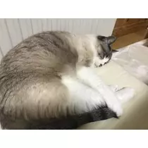 紫月 あやか