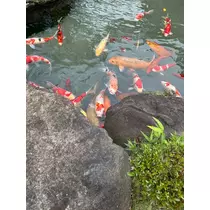 ゆあ