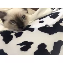 美咲 あいか