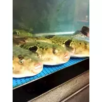 りえ