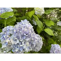 七星 夏純