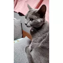 さくら