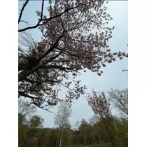 宝條 夏恋